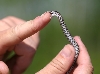 Eastern Milksnake Baby