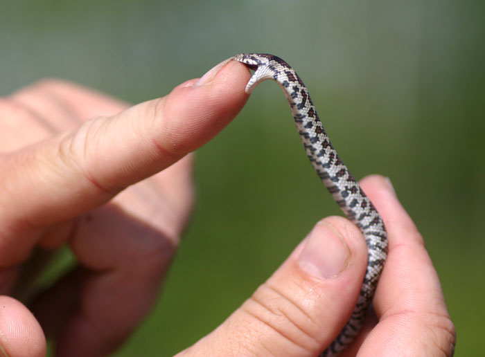 Eastern Milksnake Baby