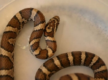 Eastern Milksnake