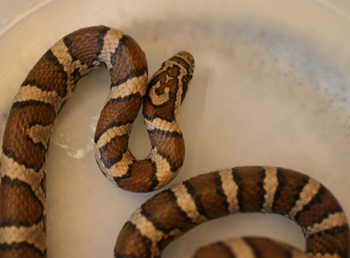 Eastern Milksnake