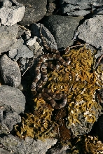Eastern Milksnake