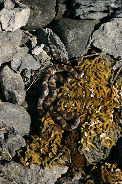 Eastern Milksnake