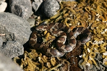 Eastern Milksnake