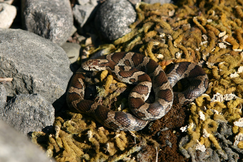 Eastern Milksnake