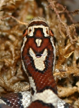 Juvenile Eastern Milksnake