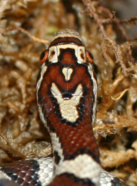 Juvenile Eastern Milksnake