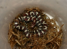 Juvenile Eastern Milksnake