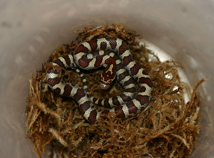 Juvenile Eastern Milksnake