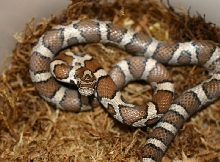 Eastern Milksnake