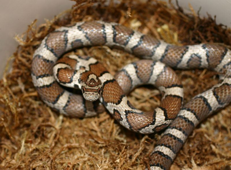 Eastern Milksnake
