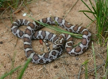 Eastern Milksnake