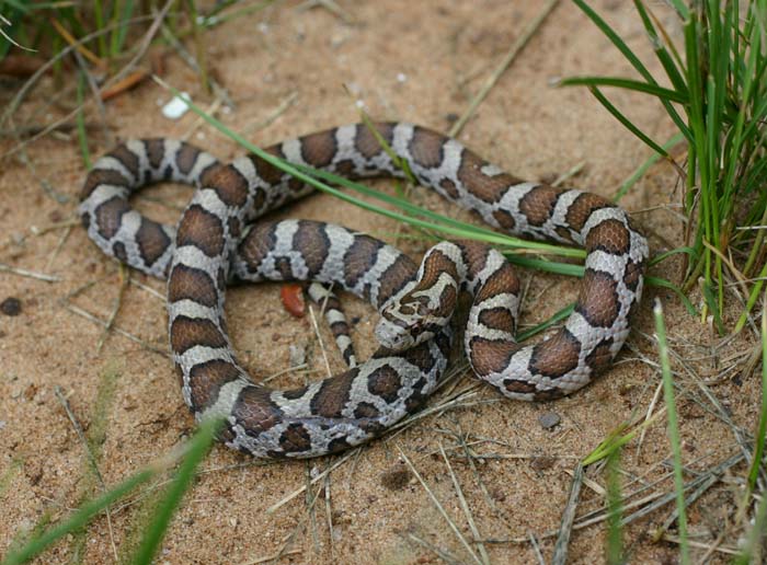 Eastern Milksnake