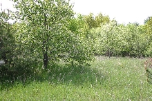 Blooming Fire Cherries