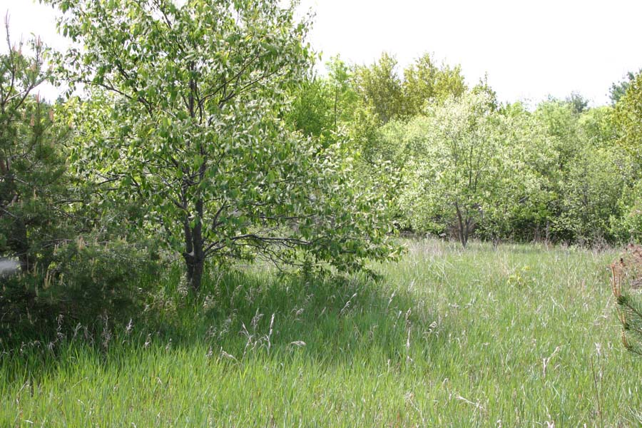 Blooming Fire Cherries