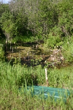 Fish Pond