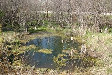 Fish Pond