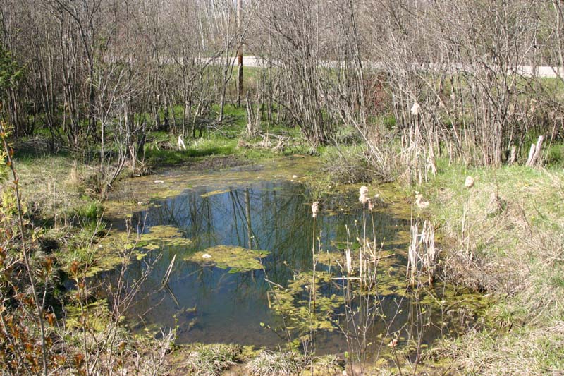 Fish Pond