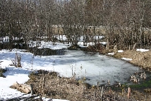 Fish Pond