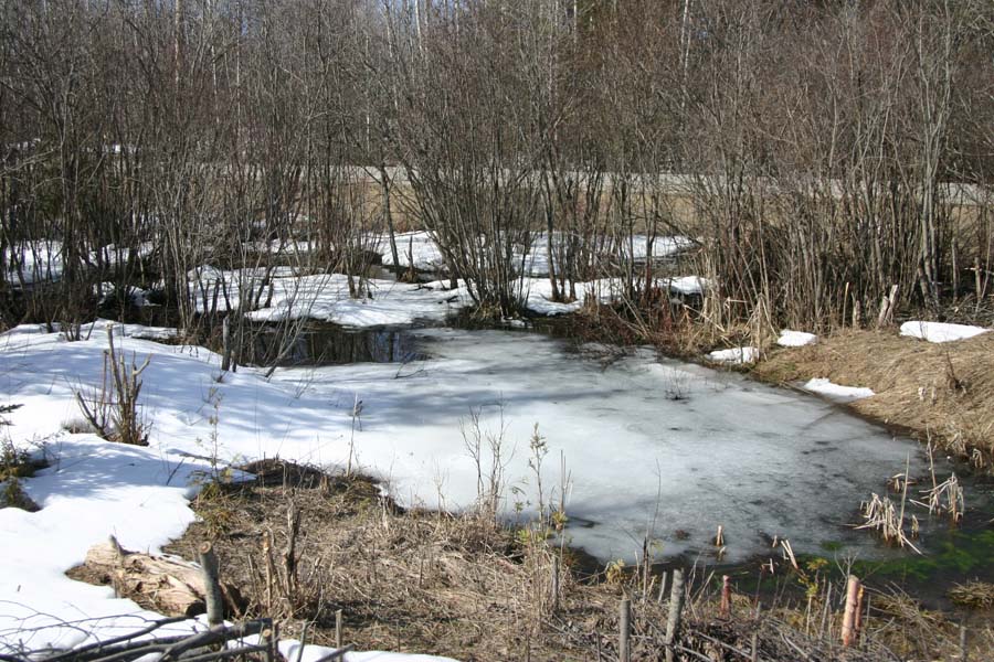Fish Pond