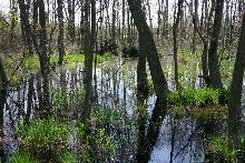 Flooded Woodland
