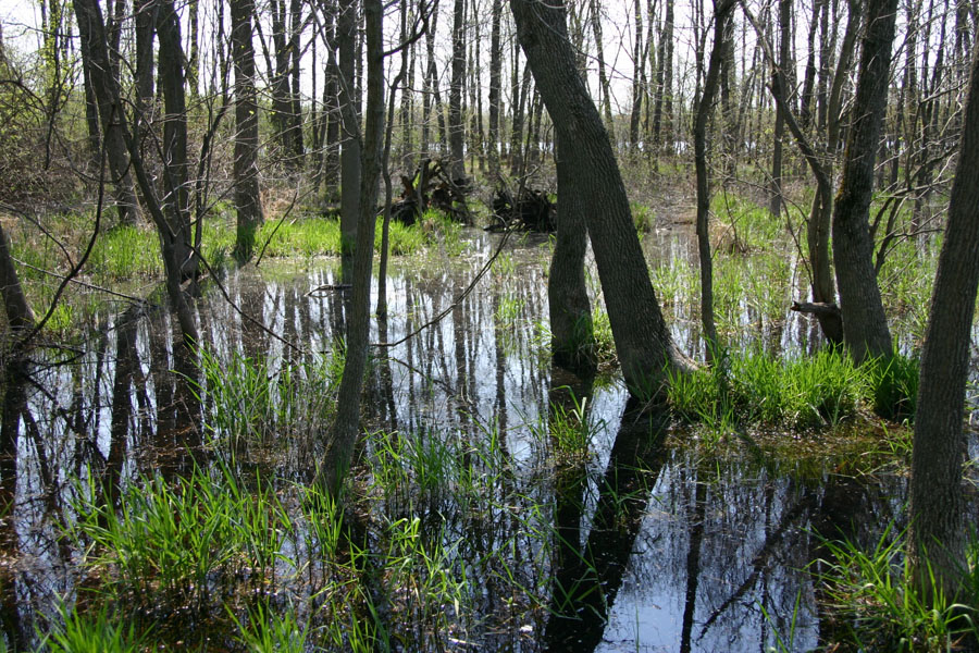 Flooded Woodland