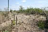 Brush Country Habitat