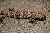 Gila Monster