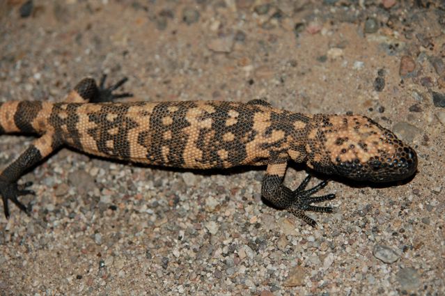 Gila Monster