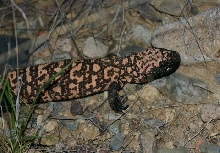 Gila Monster