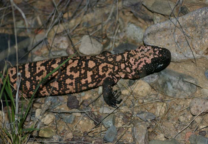 Gila Monster