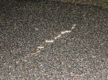 Gopher Snake