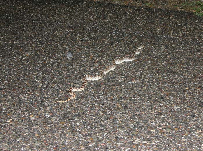 Gopher Snake