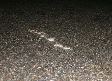 Gopher Snake