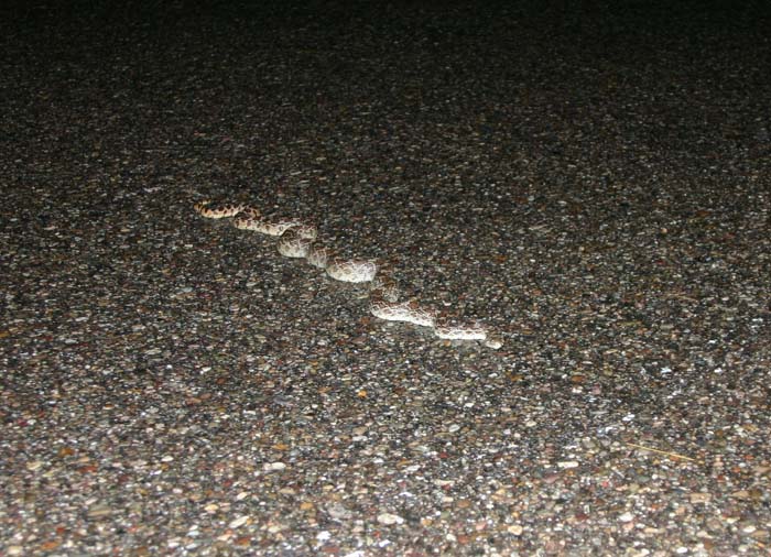 Gopher Snake