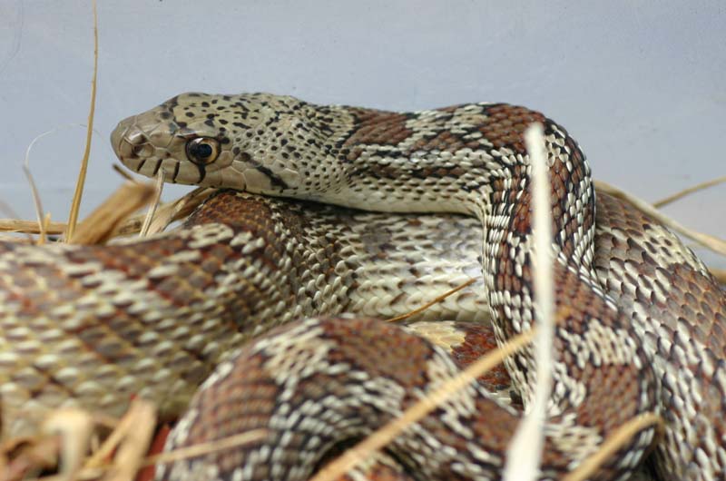 Gopher Snake