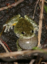 Gray Treefrog