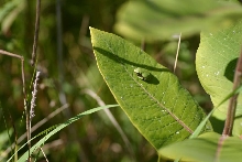 Gray Treefrog Baby