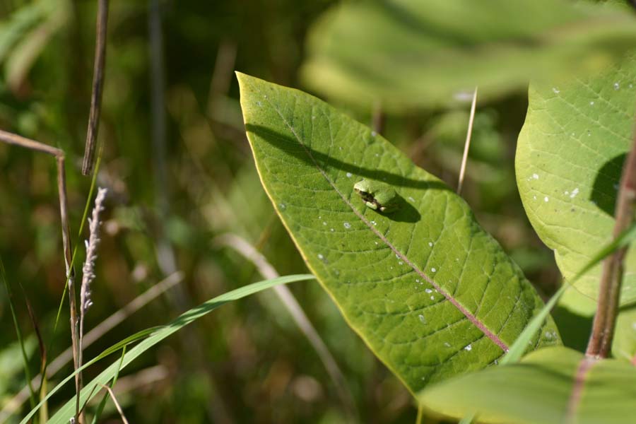 Gray Treefrog Baby
