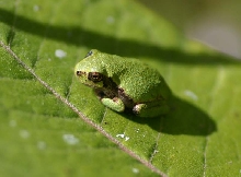 Gray Treefrog Baby