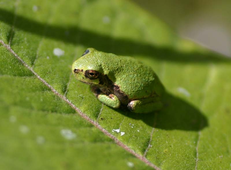 Gray Treefrog Baby