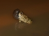 Great Plains Toad