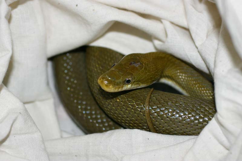 Western Green Ratsnake