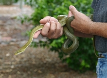 Western Green Ratsnake