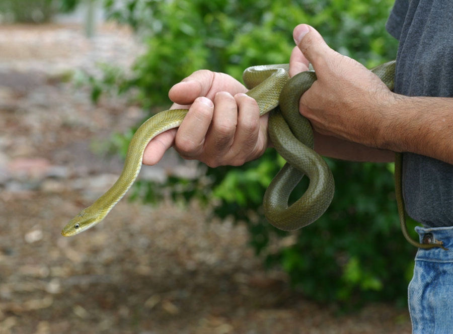 Western Green Ratsnake