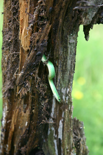 Smooth Green Snake