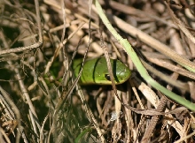 Smooth Green Snake