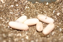 Green Snake Eggs