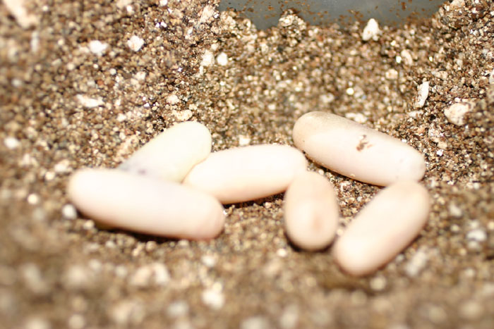 Green Snake Eggs