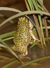 Green Toad