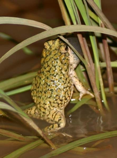 Green Toad